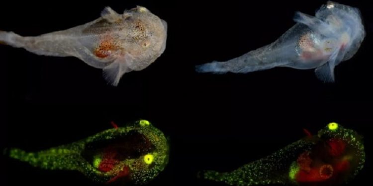 У Гренландії знайшли рибу, в жилах якої тече антифриз