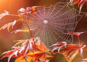 Український синоптик анонсував довгоочікуване «бабине літо»: прогноз погоди до кінця тижня