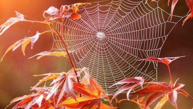 Український синоптик анонсував довгоочікуване «бабине літо»: прогноз погоди до кінця тижня