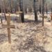 У лісі біля Ізюму знайшли масові поховання військових ЗСУ і мирних мешканців (фото, відео)