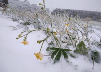 У Карпатах випав сніг (фото)