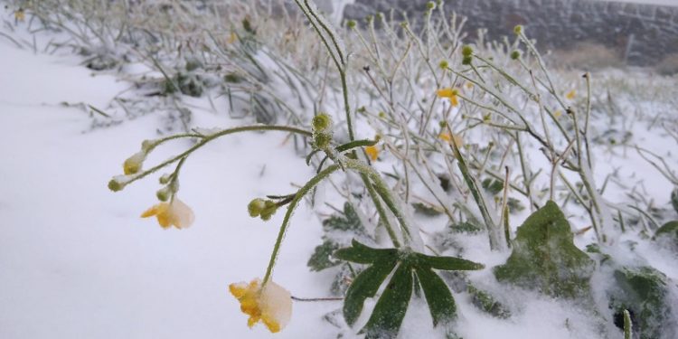 У Карпатах випав сніг (фото)