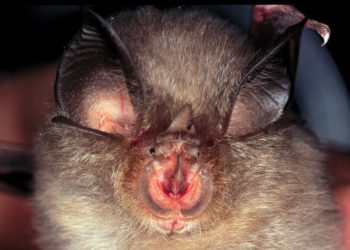 Стійкий до вакцин: вчені заговорили про ймовірність нової пандемії через виявлений у російських кажанів вірус