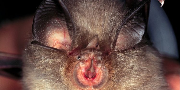Стійкий до вакцин: вчені заговорили про ймовірність нової пандемії через виявлений у російських кажанів вірус