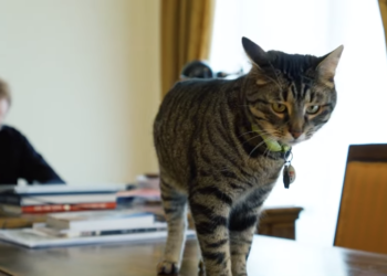 Кіт Левчик із Львівської мерії став експертом з енергоефективності та дав поради, як не змерзнути взимку (відео)