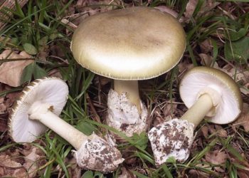 На Вінниччині двоє малолітніх дітей померли, бо мати нагодувала їх отруйними грибами