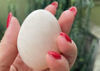 Дружина посла України у Ватикані показала яйце, яке тернопільська курка знесла в центрі Львова (фото)