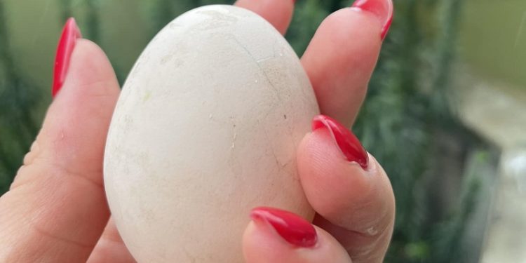 Дружина посла України у Ватикані показала яйце, яке тернопільська курка знесла в центрі Львова (фото)