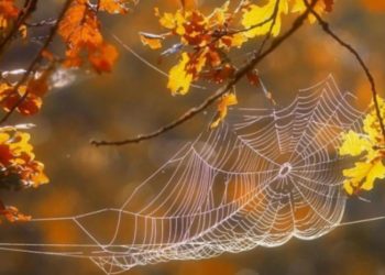 В Україну повертається бабине літо