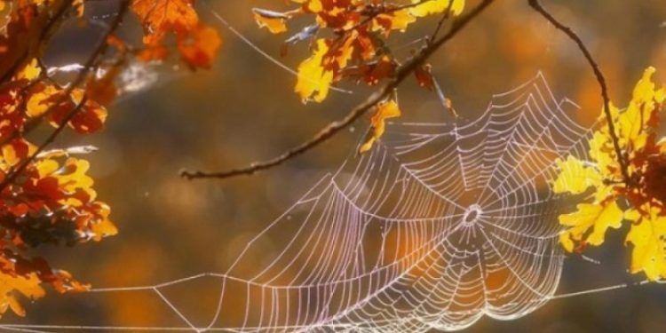 В Україну повертається бабине літо