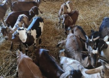 Фермер з Донецької області евакуював на Волинь півтори сотні породистих кіз (фото, відео)