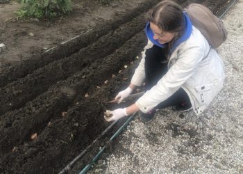 У Мукачеві висадили 13 тисяч тюльпанів на честь загиблого військового Романа Жука (фото, відео)