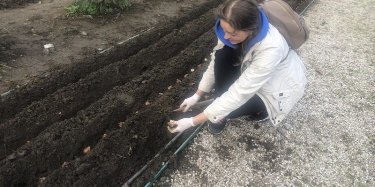 У Мукачеві висадили 13 тисяч тюльпанів на честь загиблого військового Романа Жука (фото, відео)