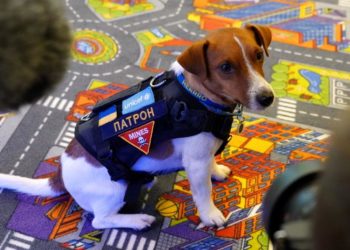 Патрон отримав офіційний статус “Пса Доброї Волі” ЮНІСЕФ (фото, відео)