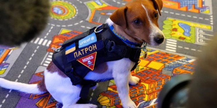 Патрон отримав офіційний статус “Пса Доброї Волі” ЮНІСЕФ (фото, відео)