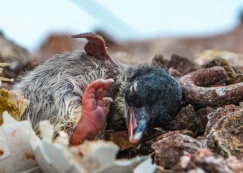 Біля станції Вернадського в Антарктиді народилося перше пінгвіня (фото)