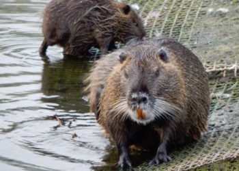 Наступу росіян з Білорусі на Волинь заважають бобри, – Sky News