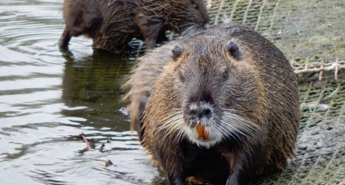 Наступу росіян з Білорусі на Волинь заважають бобри, – Sky News