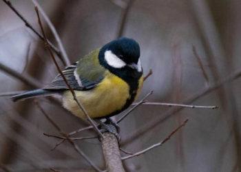 У вівторок в Україні ще побуде аномально тепло