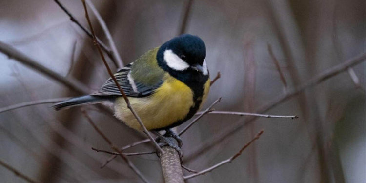 У вівторок в Україні ще побуде аномально тепло