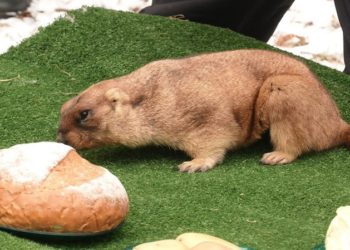 Харківський бабак Тимко ІІІ дав прогноз на весну (відео)