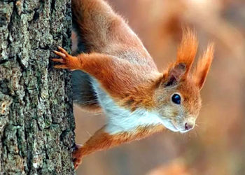 Поліція Китаю може залучити білок для боротьби з наркотиками (відео)