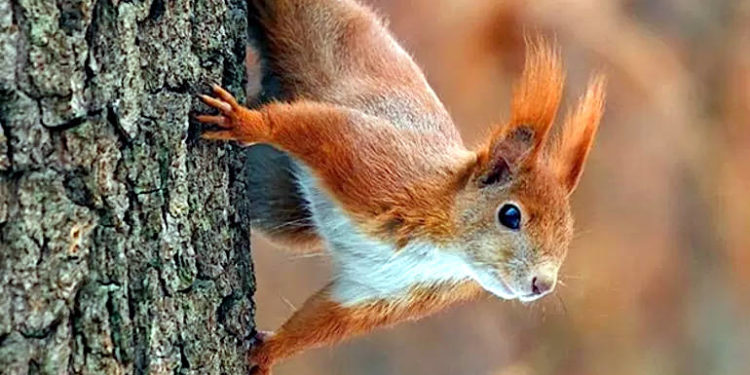 Поліція Китаю може залучити білок для боротьби з наркотиками (відео)