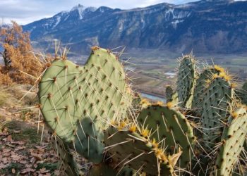 Вчені помітили поширення кактусів, що люблять спеку, в несподіваному регіоні Землі