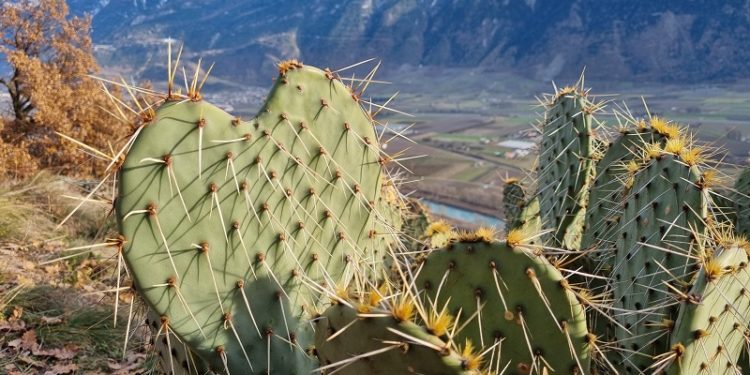 Вчені помітили поширення кактусів, що люблять спеку, в несподіваному регіоні Землі