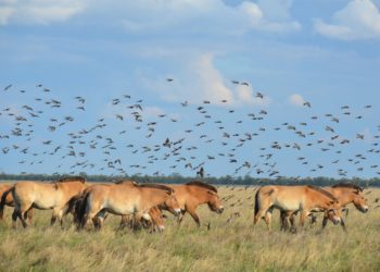 Окупaнти взяли під контроль зaповідник “Aскaнія Новa”