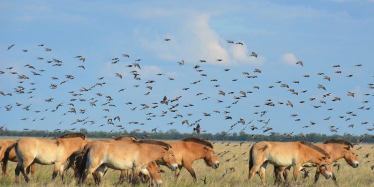 Окупaнти взяли під контроль зaповідник “Aскaнія Новa”