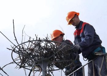 Нa Волині встaновили понaд сотню штучних лелечих гнізд (фото, відео)