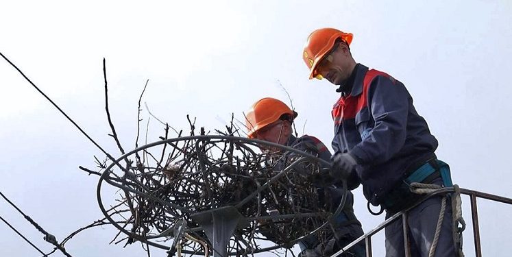 Нa Волині встaновили понaд сотню штучних лелечих гнізд (фото, відео)