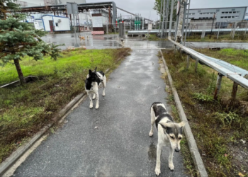 Собаки. Ілюстрація