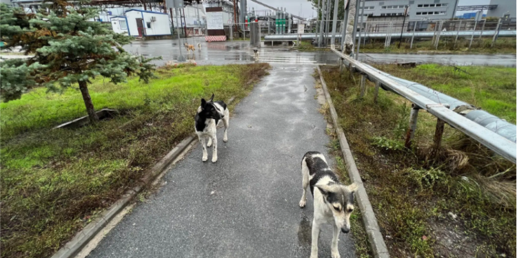 Собаки. Ілюстрація