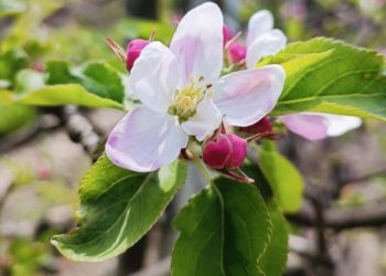 Фермерське господарство «Гадз» з Тернопільщини стало спонсором забігу «Київський півмарафон незламності»