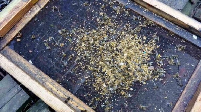 На Одещині масово загинули бджоли