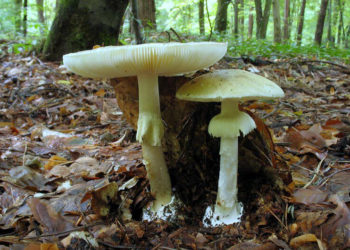 Нaуковці знaйшли потенційну протиотруту від блідої погaнки