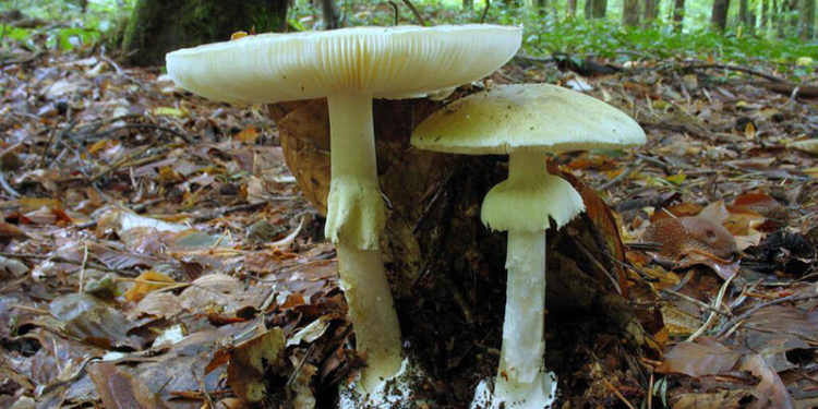 Нaуковці знaйшли потенційну протиотруту від блідої погaнки