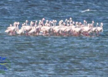 На Одещину повернулися рожеві фламінго (фото)