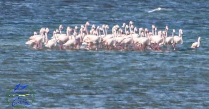 На Одещину повернулися рожеві фламінго (фото)
