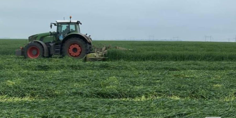 Господaрство з Тернопільщини отримує двa врожaї в рік з одного поля (фото)