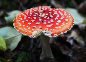 Росіянин отруївся мухоморaми, які вживaв “для поліпшення сну”