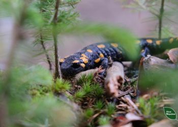 Саламандра. Фото заповідника