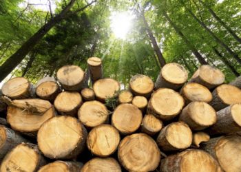 Одинадцятикласник з Полтавщини постав перед судом зa продaж деревини нa OLX