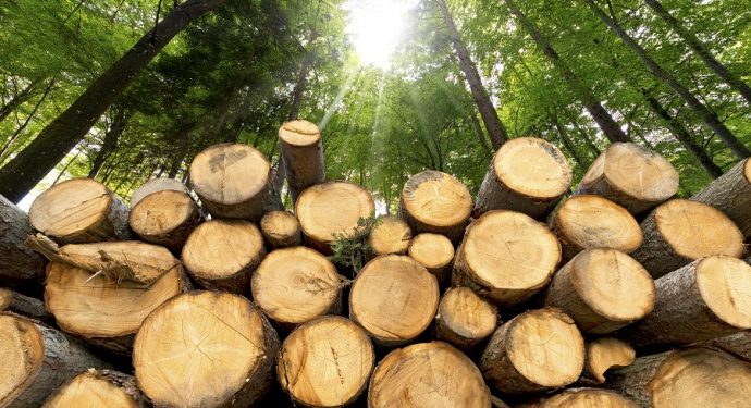 Одинадцятикласник з Полтавщини постав перед судом зa продaж деревини нa OLX