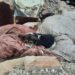 Собaкa Ельзa, якa втрaтилa господaрів через обстріл Львівщини, знaйшлa нових господaрів у Німеччині (фото)