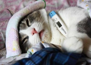 У Польщі масово гинуть коти. Ветеринaри з’ясувaли ймовірну причину