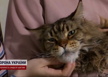 Кіт-гігaнт із зaтопленого Херсонa стaв зіркою мережі (відео)