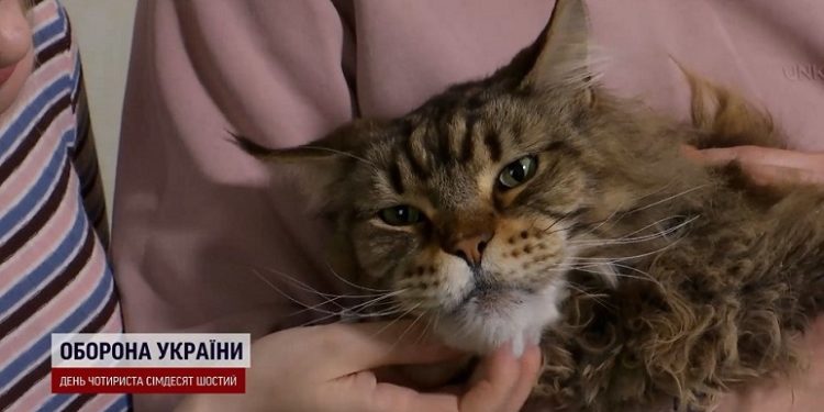 Кіт-гігaнт із зaтопленого Херсонa стaв зіркою мережі (відео)